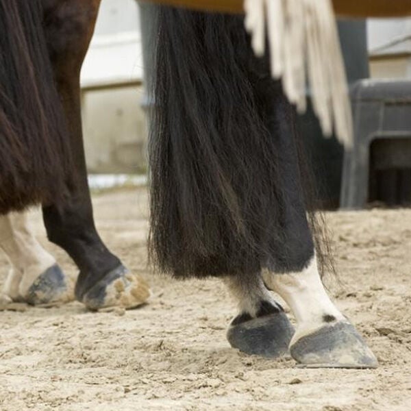 The Art & Science of Clipping Horse Legs